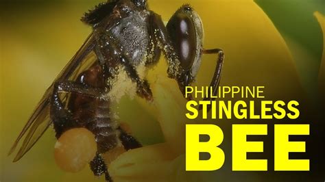 philippine bee